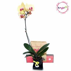 Orquídea con Bombones