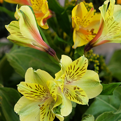 Alstroemeria o Astromelias