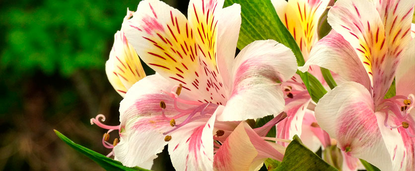 Alstroemeria o Astromelias