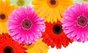 GERBERAS