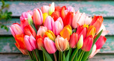 TULIPANES